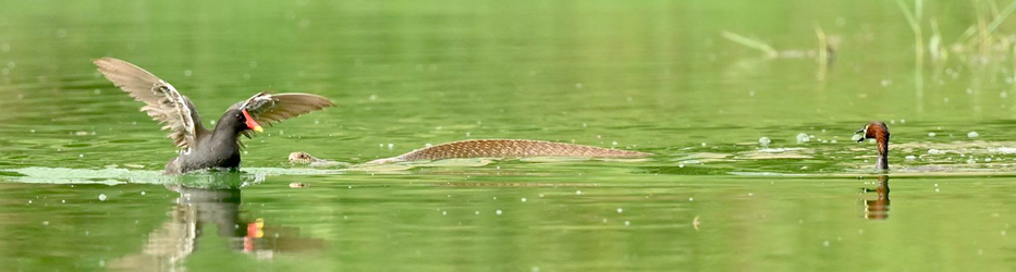Eco-restoration-of-Sikanderpur-Pond-2