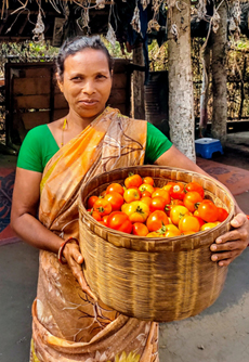 First-Time-tomato-cultivation-done-by-her-She-is-from-Beldiha-village