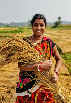 Good-rice-harvesting-done-after-3-years-of-drought-in-Dumariya-village-of-Boarijore-village