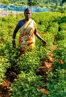 Marigold-cultivation-Choura-village-of-Kasmar-Block