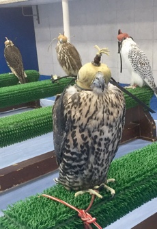 Falcon Hospital Falcon Hospital