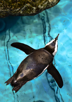 New England Aquarium New England Aquarium