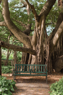 City Botanic Gardens