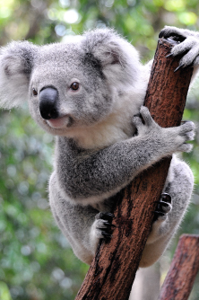 Lone Pine Koala Sanctuary