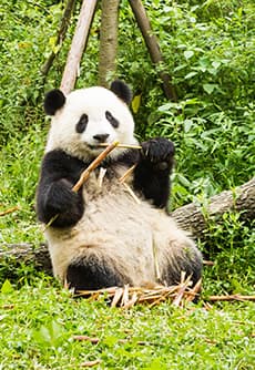 Chengdu Research Base of Giant Panda Breeding Chengdu Research Base of Giant Panda Breeding