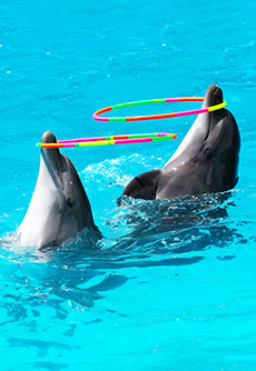 Dolphin Village Dolphin Village