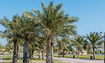 More-Reasons-Al-Khaleej More-Reasons-Al-Khaleej