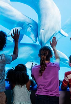 Ski Dubai & Dubai Dolphinarium Ski Dubai & Dubai Dolphinarium