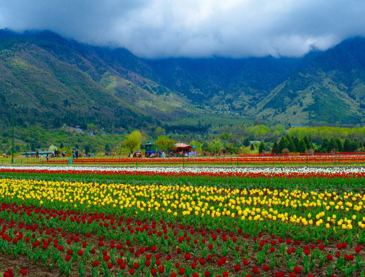 Here’s what makes Asia's largest tulip garden in Srinagar worth visiting