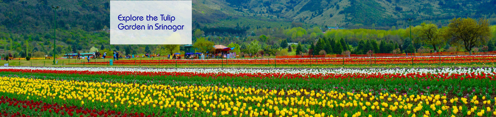 Here’s what makes Asia's largest tulip garden in Srinagar worth visiting