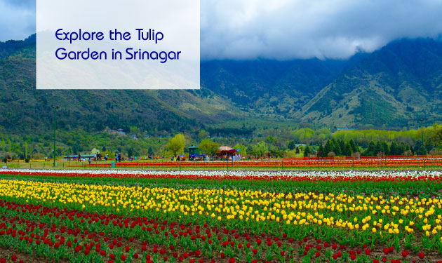 Here’s what makes Asia's largest tulip garden in Srinagar worth visiting