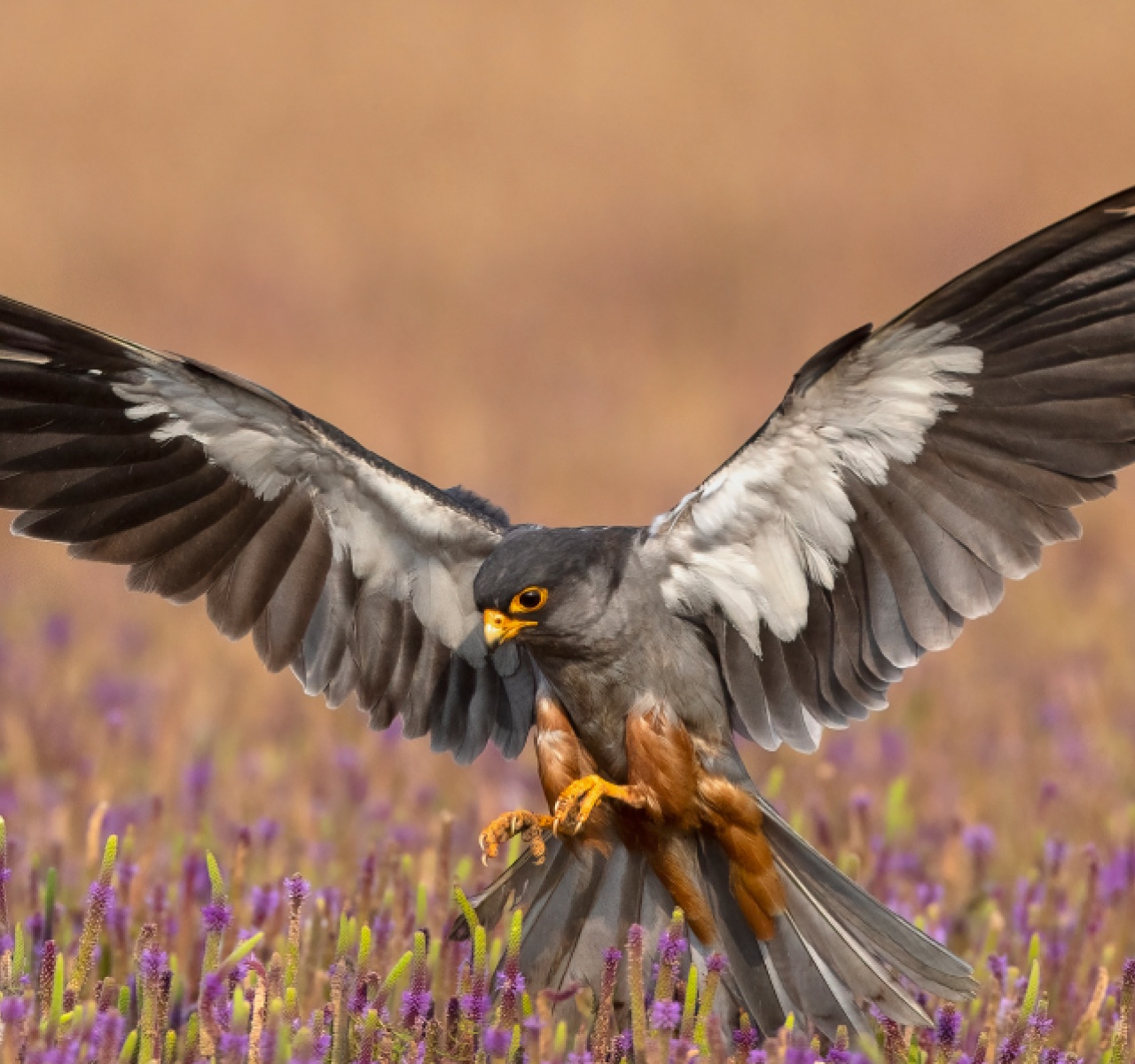 Capture beautiful world with Nofilter by IndiGo