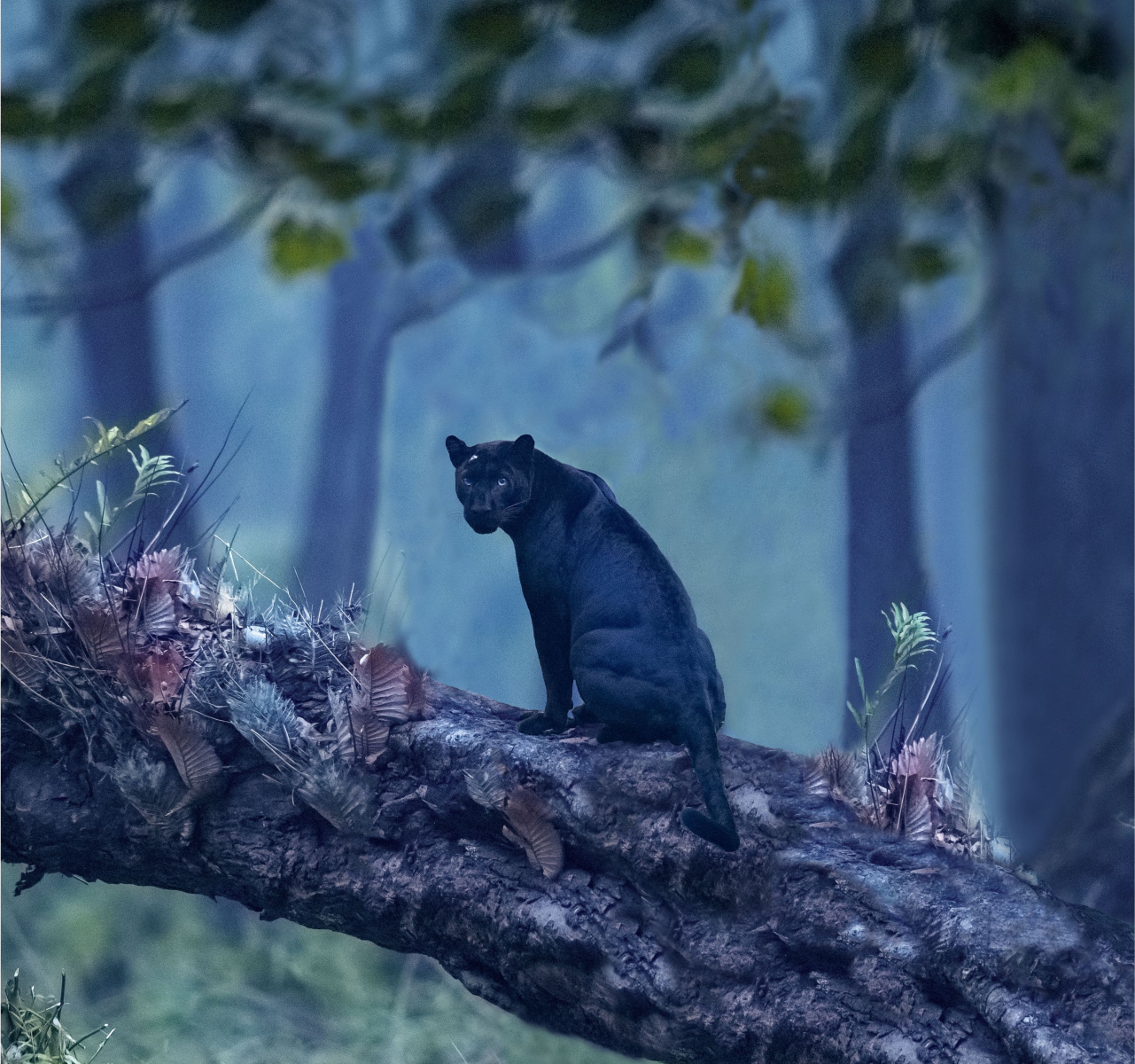 Capture beautiful world with Nofilter by IndiGo