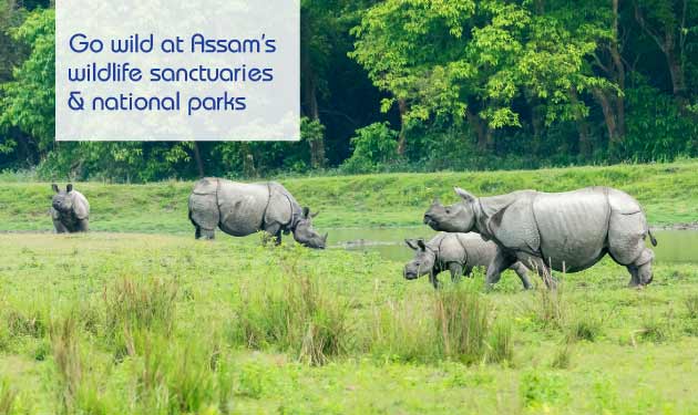Assam’s--wildlife-sanctuaries-Mweb