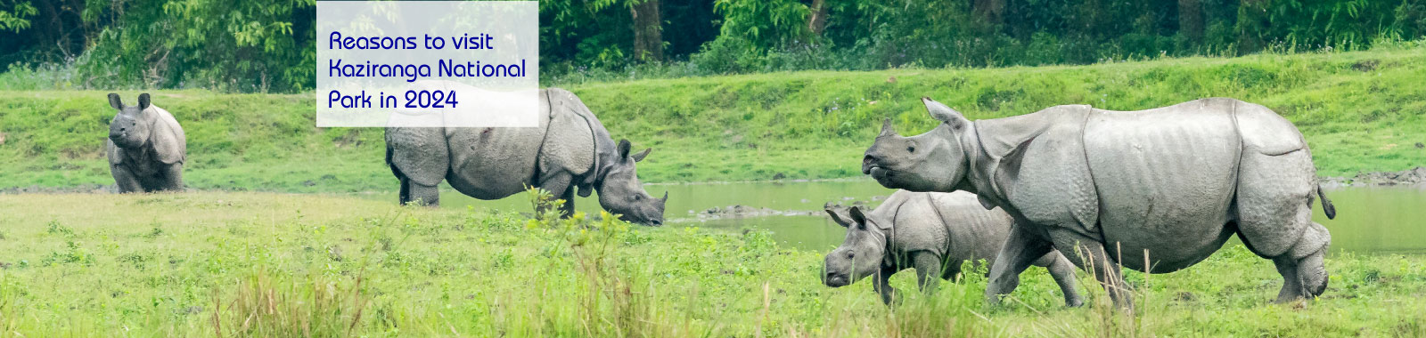Kaziranga-National-Park-lp
