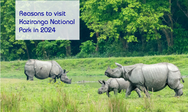 Kaziranga-National-Park-mweb