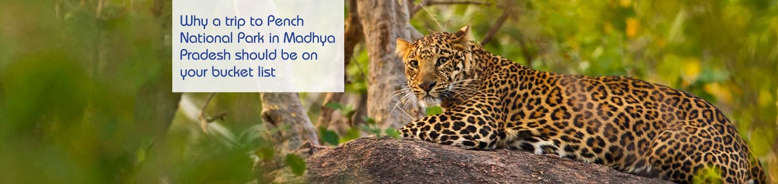 Pench-National-Park-lp