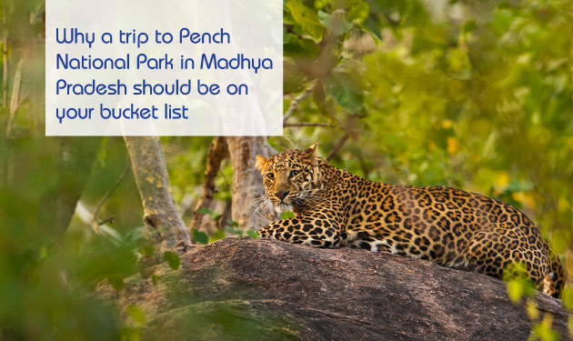 Pench-National-Park-mweb