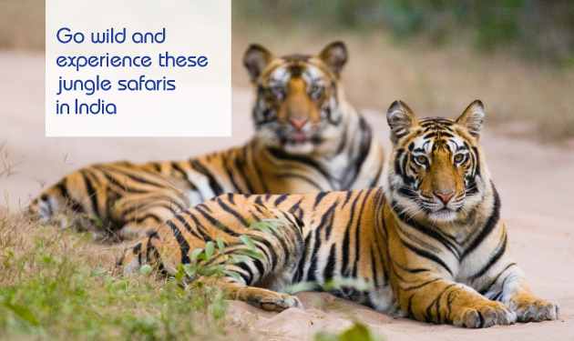 Jungle-safaris_Mweb