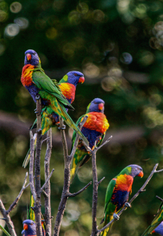 Currumbin Wildlife Sanctuary