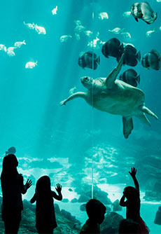 Fakieh Aquarium Fakieh Aquarium