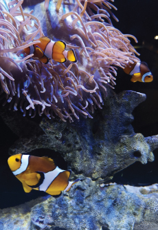 Underwater World Langkawi