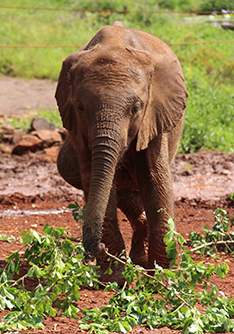 David Sheldrick Wildlife Trust