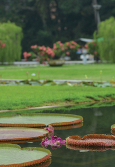 Penang Botanical Gardens Penang Botanical Gardens