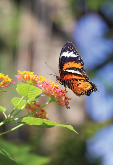 Penang Butterfly Farm (Entopia) Penang Butterfly Farm (Entopia)