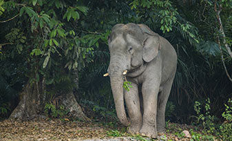 ElephantSanctuary ElephantSanctuary