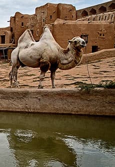 Riyadh Zoo