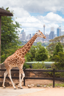 Taronga Zoo Taronga Zoo
