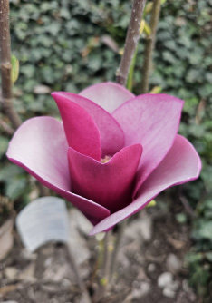 National Botanical Garden of Georgia National Botanical Garden of Georgia