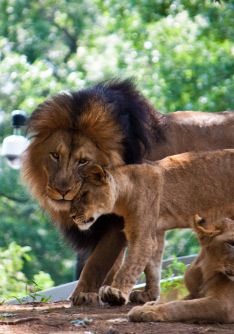 National Zoo National Zoo