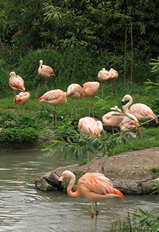 Zoo Zürich Zoo Zürich